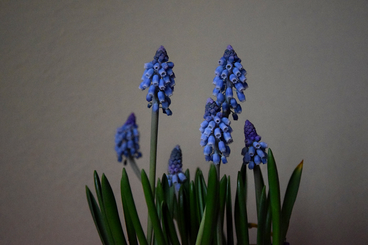 Flower Seeds