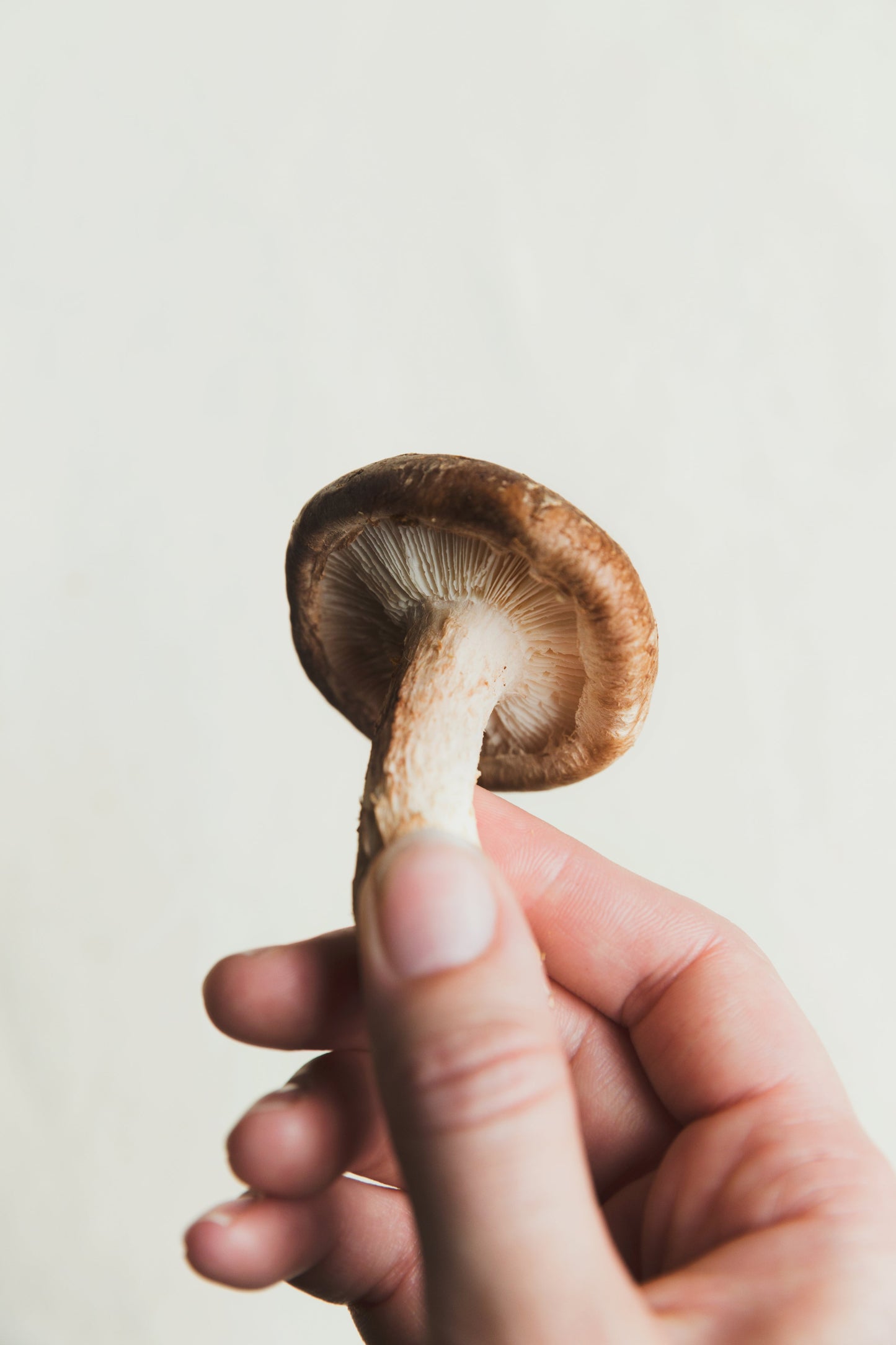 Mushroom