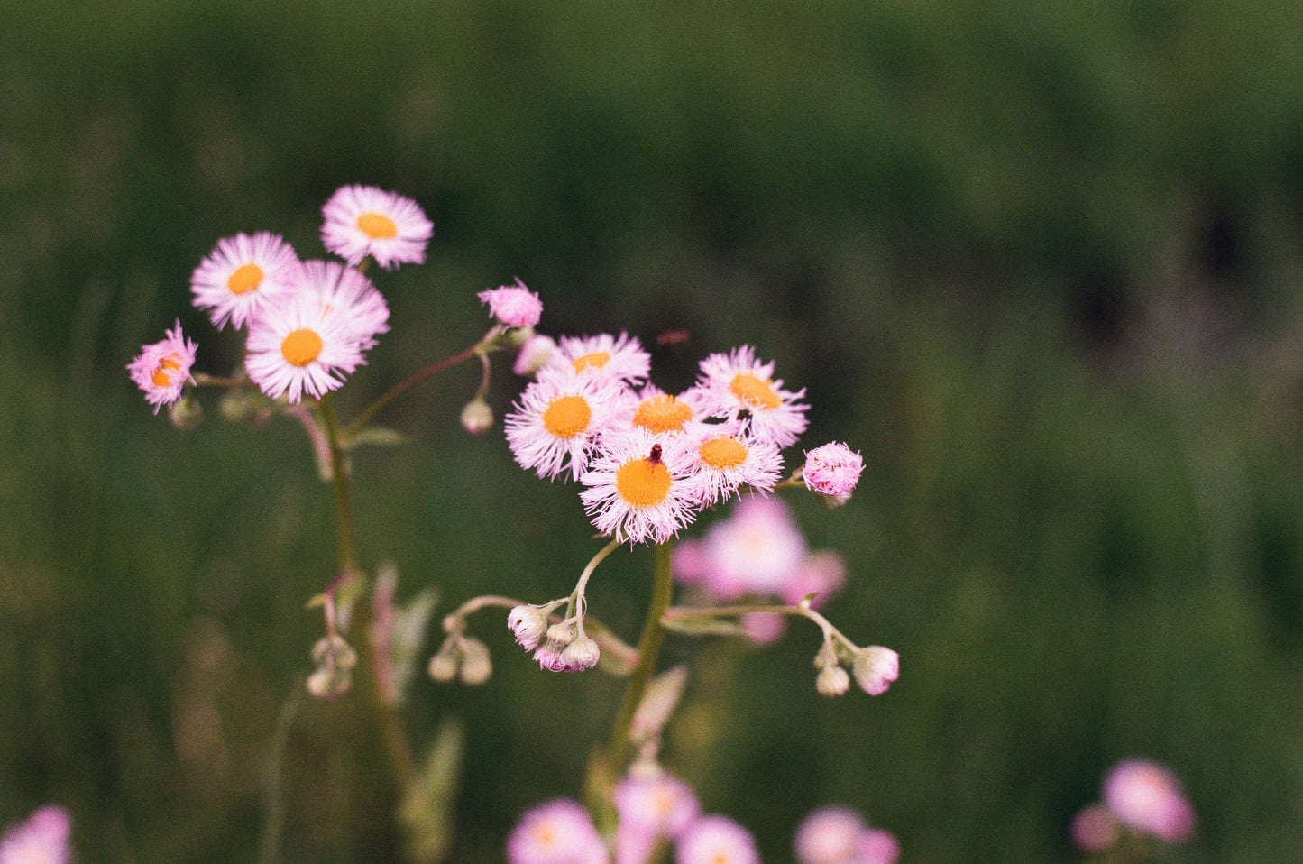 Flower Seeds