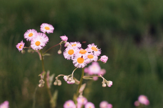 Flower Seeds